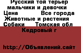 Русский той-терьер мальчики и девочки › Цена ­ 8 000 - Все города Животные и растения » Собаки   . Томская обл.,Кедровый г.